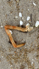 Leptomithrax gaimardii