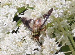 Chrysops moechus