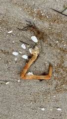 Leptomithrax gaimardii