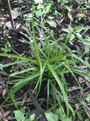 Cyperus exaltatus