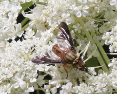 Chrysops moechus