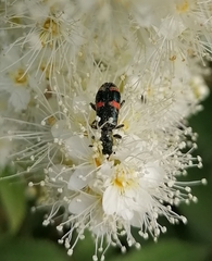 Trichodes ircutensis