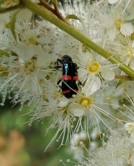 Trichodes ircutensis