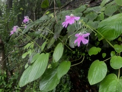 Impatiens scapiflora