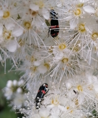 Trichodes ircutensis