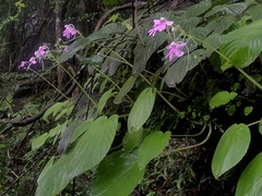 Impatiens scapiflora