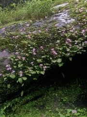 Impatiens scapiflora