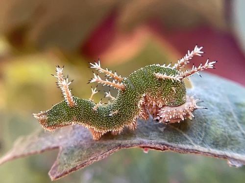 iNaturalist observation photo of California Sister
