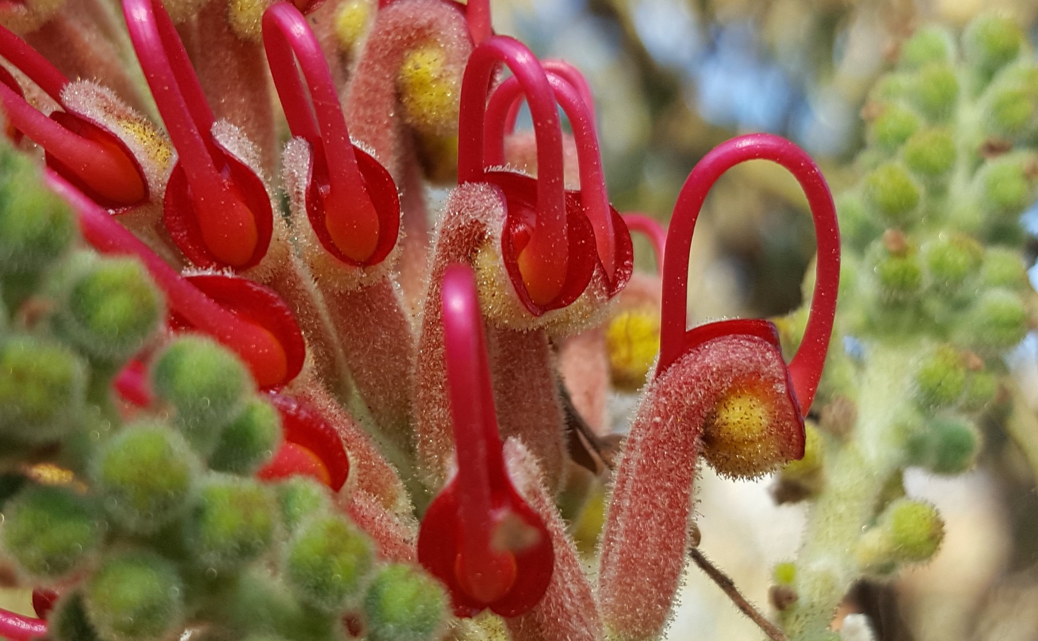 Grevillea banksii