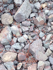 Chorizanthe staticoides