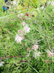 Mimosa texana