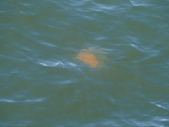 Phacellophora camtschatica