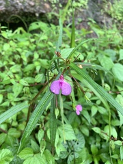 Impatiens aliciae