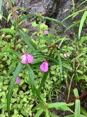 Impatiens aliciae