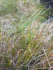 Carex pauciflora