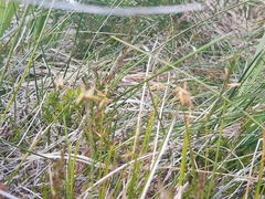 Carex pauciflora