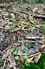Pterostylis concinna