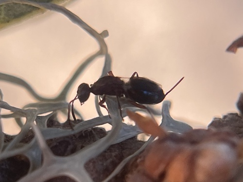 iNaturalist observation photo of Torymidae