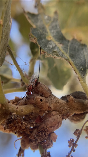 iNaturalist observation photo of Torymus