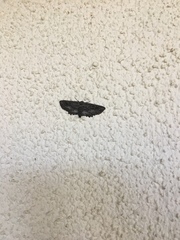 Aethaloida packardaria