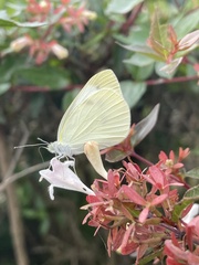 Pieris rapae