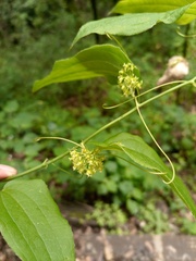 Smilax moranensis