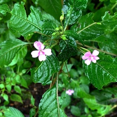 Impatiens cuspidata