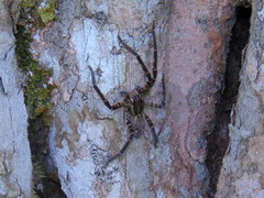 Cupiennius salei
