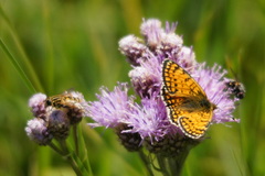 Melitaea arcesia