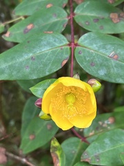 Hypericum patulum