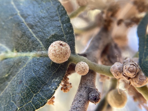iNaturalist observation photo of Fuzzy Gall Wasp