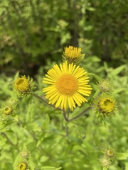 Pentanema britannica