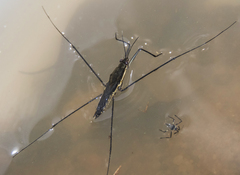 Aquarius conformis