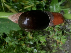 Indrella ampulla