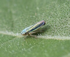 Graphocephala lugubris