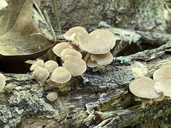 Gymnopus