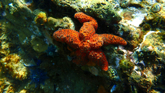 Uniophora granifera