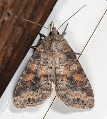 Parastichtis suspecta