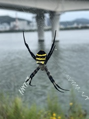 Argiope amoena