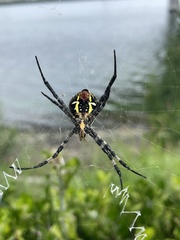 Argiope amoena