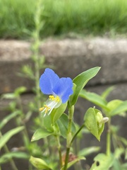 Commelina communis