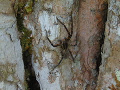 Cupiennius salei
