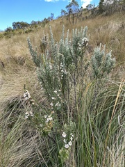 Diplostephium ericoides