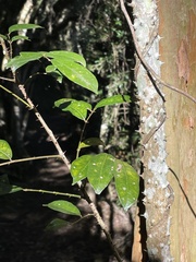 Zanthoxylum brachyacanthum