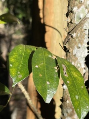 Zanthoxylum brachyacanthum