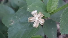 Hibiscus hirtus