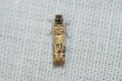 Eucosma ornatula