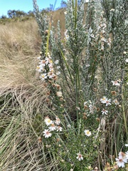 Diplostephium ericoides