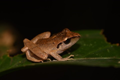 Pristimantis reichlei