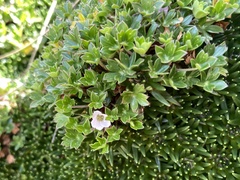Geranium sibbaldioides sibbaldioides